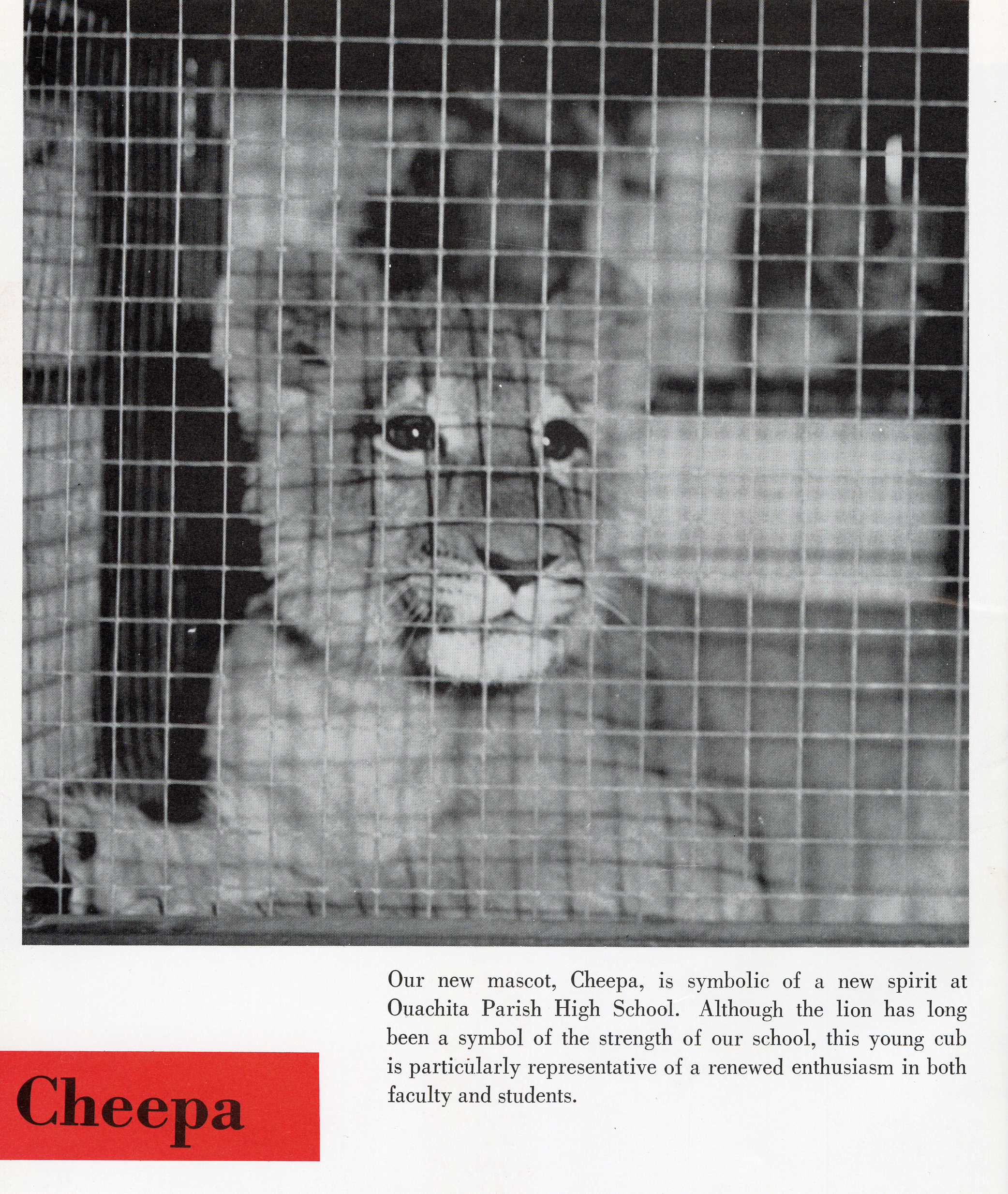 A scan from the 1964 Roarer yearbook. A lion cub is behind a cage. The caption reads, "Our new mascot, Cheepa, is symbolic of a new spirit at Ouachita Parish High School. Although the lion has long been a symbol of the strength of our school...