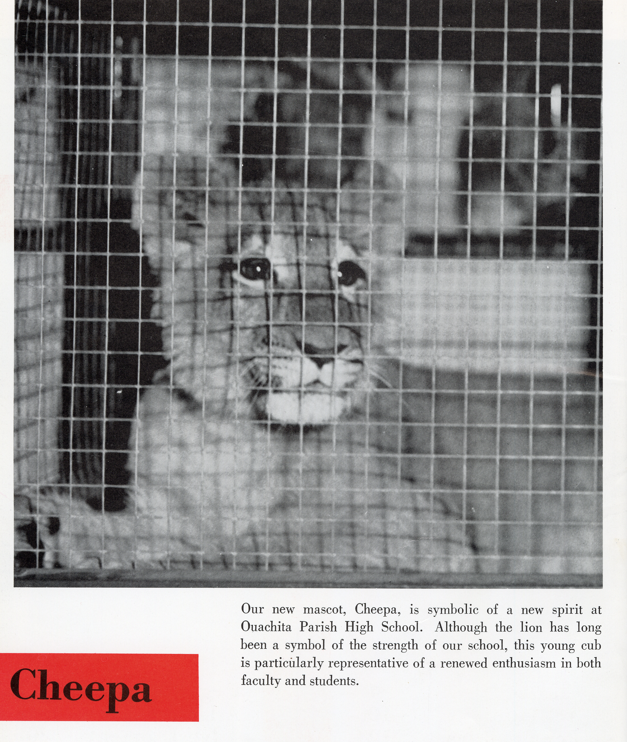 A scan from the 1964 Roarer yearbook. A lion cub is behind a cage. The caption reads, &quot;Our new mascot, Cheepa, is symbolic of a new spirit at Ouachita Parish High School. Although the lion has long been a symbol of the strength of our school...