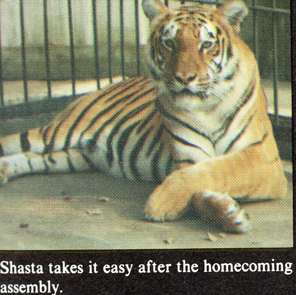 A scan from the 1980 Monroyan yearbook. The tiger Shasta lays on the ground with paws crossed.