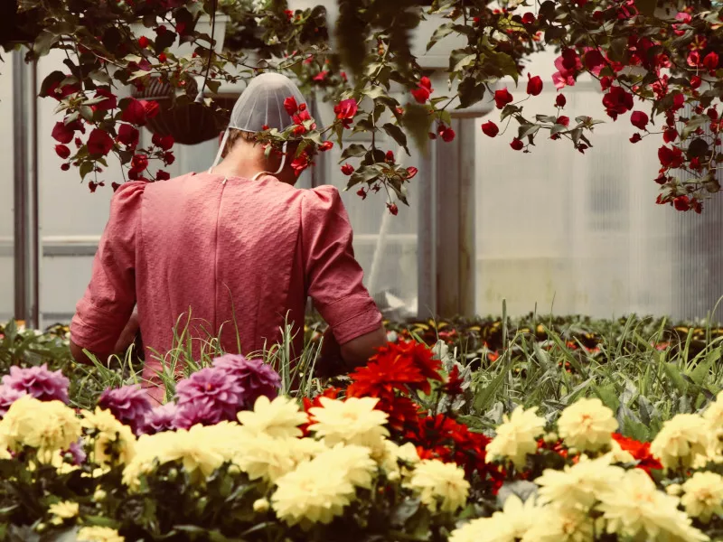 A Mennonite woman, seen from the back, works in a garden with flowers up to her waist