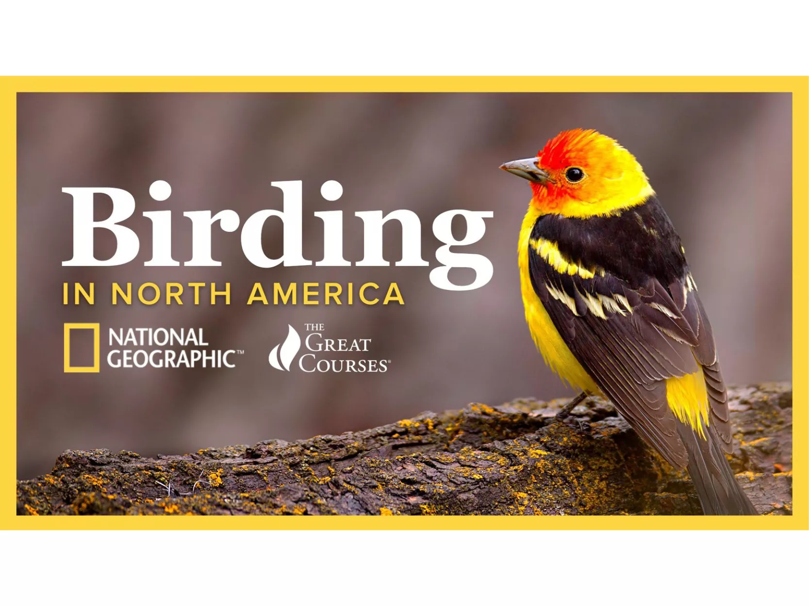 Screenshot of Kanopy - The Great Courses for Birding in North America