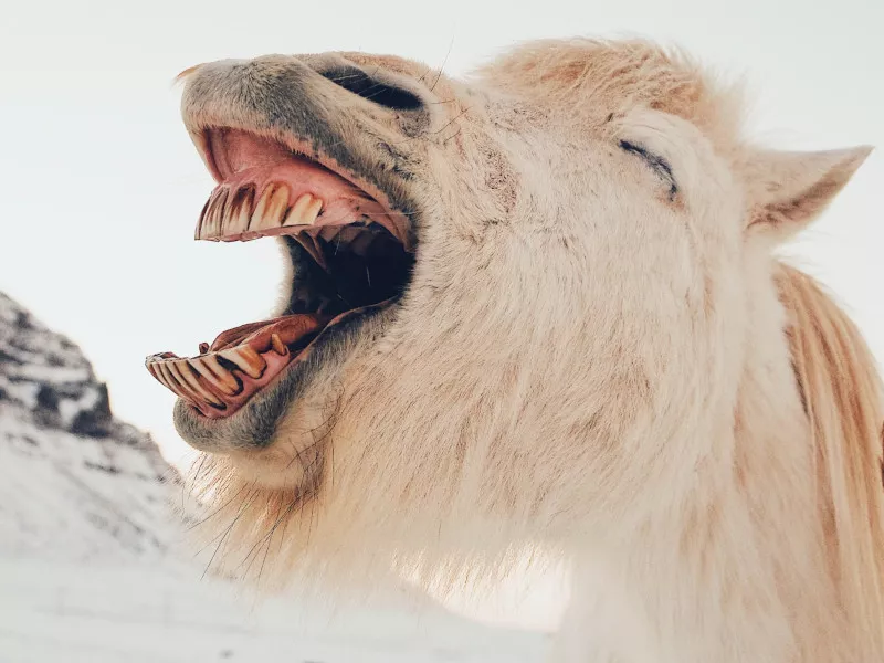 An Icelandic horse with cream-colored fur laughs with a prominent underbite.